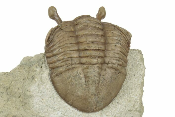 Stalk-Eyed Asaphus Kowalewskii Trilobite - Russia #191302